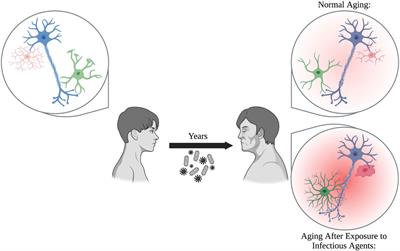 Biological agents and the aging brain: glial inflammation and neurotoxic signaling